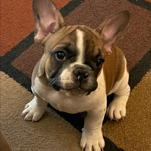 Meet your Posher, Victorie - Picture 3 of 5